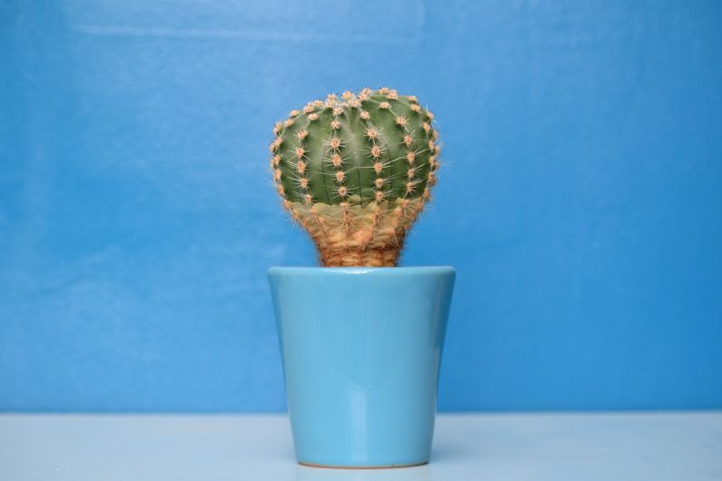 Order Spike - cactus plant on blue ceramic pot